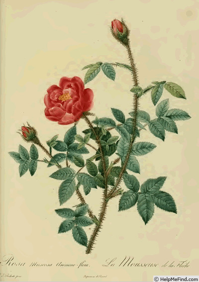 '<i>Rosa muscosa anemone-flora</i>' rose photo