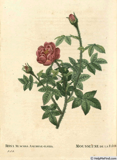'<i>Rosa muscosa anemone-flora</i>' rose photo