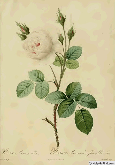 '<i>Rosa muscosa</i> staxon <i>alba</i> hort. ex Andrews' rose photo