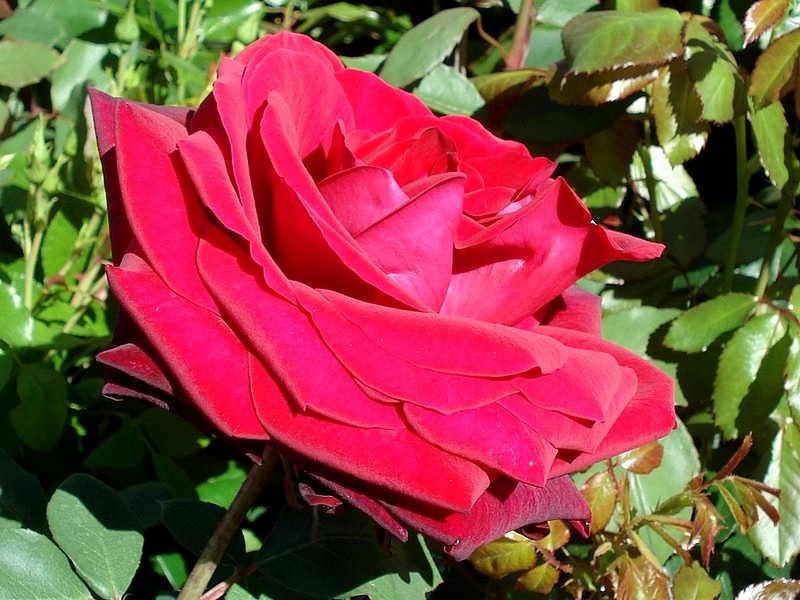 'Edith Piaf ® (hybrid tea, Meilland 1999/2007)' rose photo
