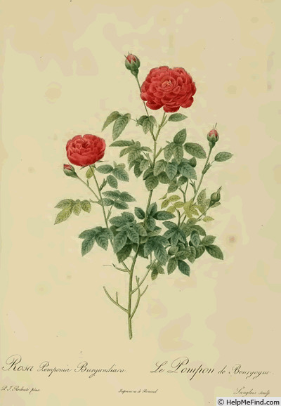 '<i>Pomponia Remensis</i>' rose photo
