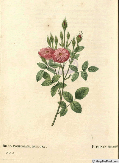 '<i>Rosa pomponiana muscosa</i>' rose photo