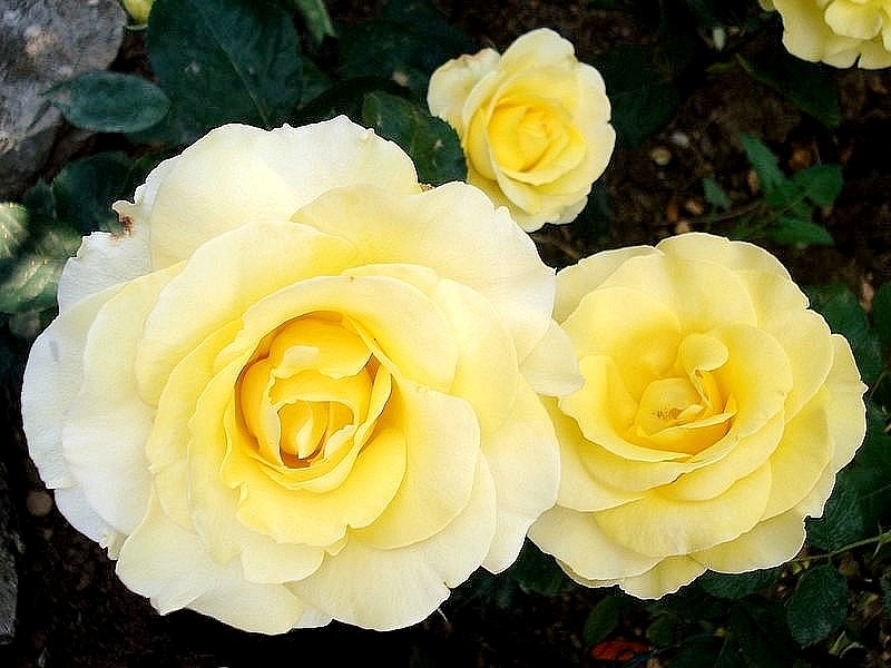 'Vendée Globe ®' rose photo