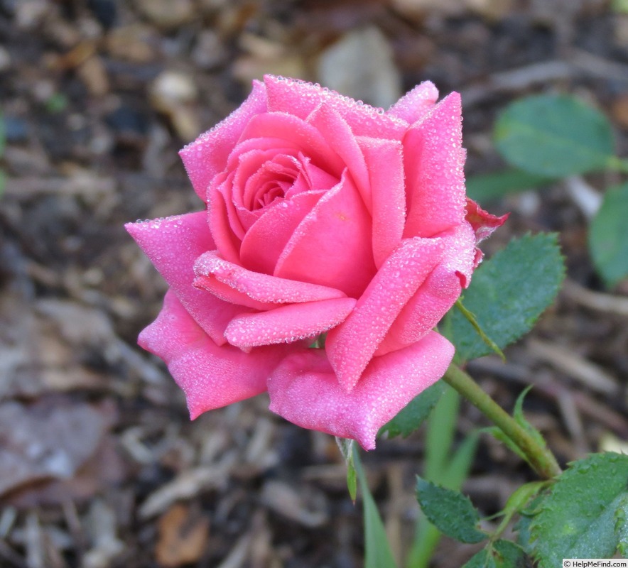 'Pamela's Pink' rose photo