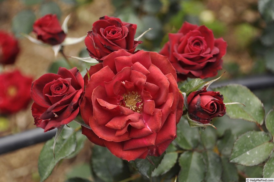 'Sebastian' rose photo