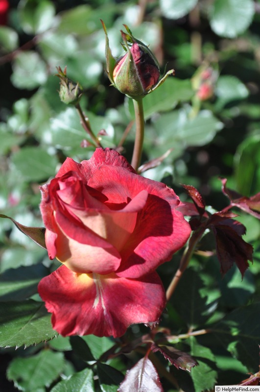 'Soft Merlot' rose photo