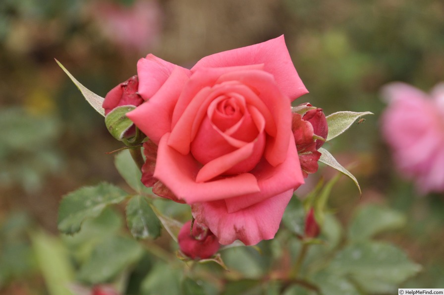 'Troy' rose photo