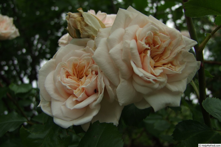 'Buttermere' rose photo