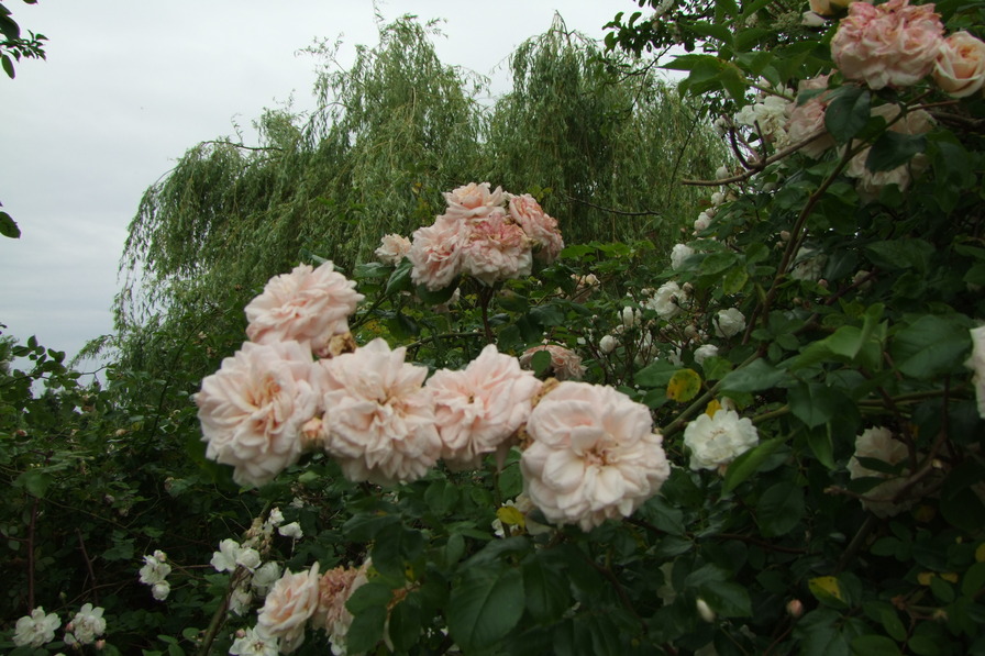 'Buttermere' rose photo