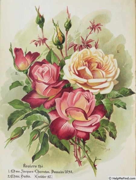 'Madame Badin' rose photo