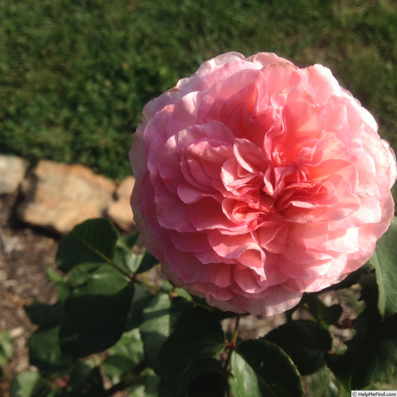 'Savannah ™ (hybrid tea, Kordes, 2013)' rose photo