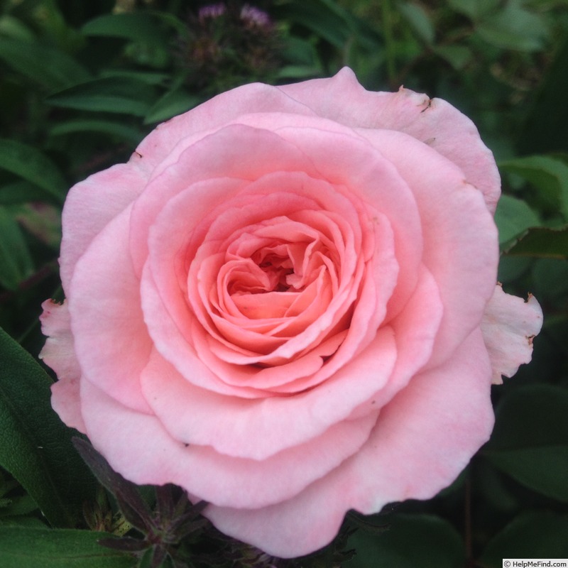 'Savannah ™ (hybrid tea, Kordes, 2013)' rose photo