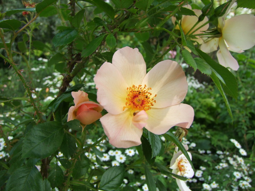 'Keith Maughan' rose photo