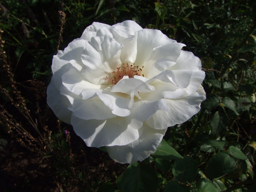 'Mount Shasta' rose photo