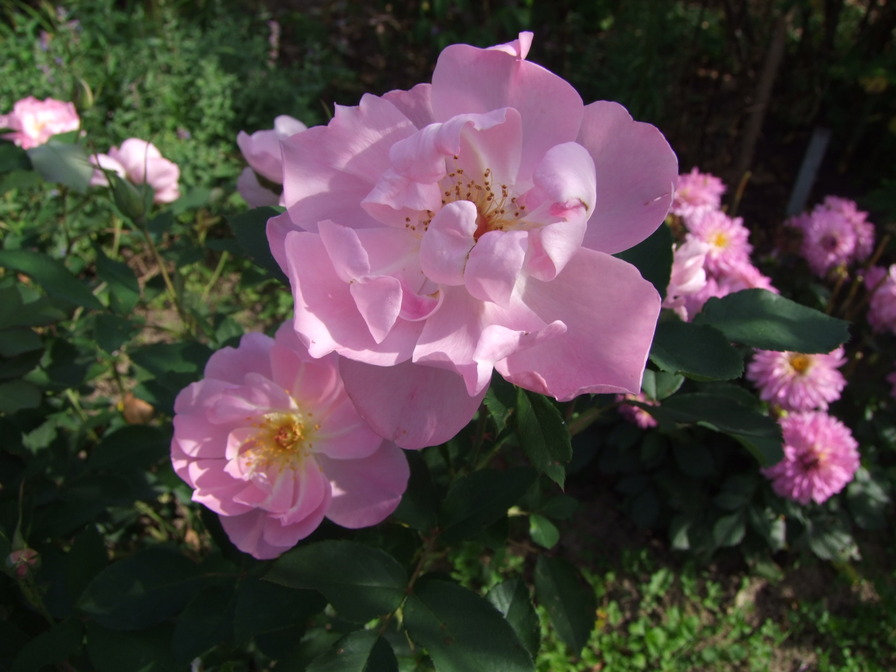 'The Lady's Blush (shrub, Austin, 2010)' rose photo