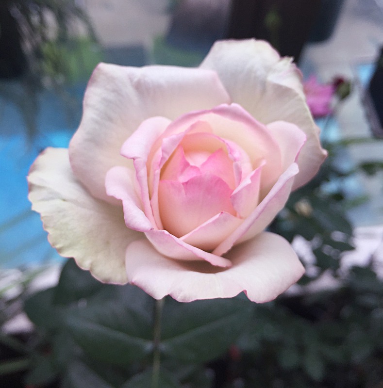'Honoré de Balzac ® (floribunda, Meillans, 1996)' rose photo