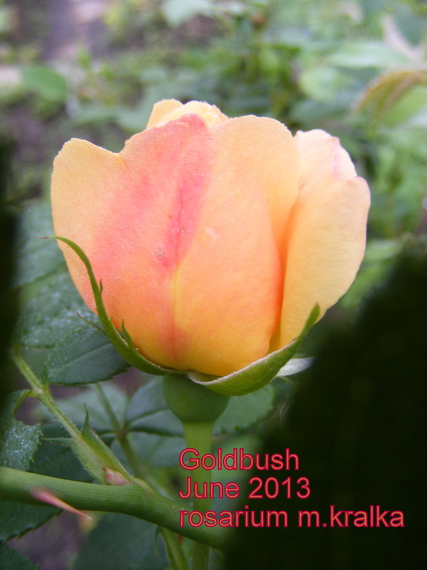 '<i>Rosa rubiginosa</i> 'Goldbush'' rose photo
