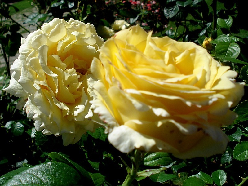 'Cyrano de Bergerac®' rose photo