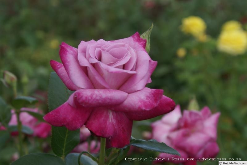 'Amelia Dee' rose photo