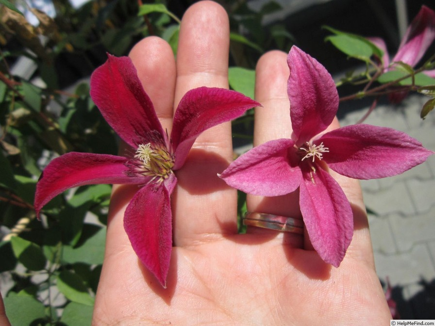 'Duchess of Albany' clematis photo
