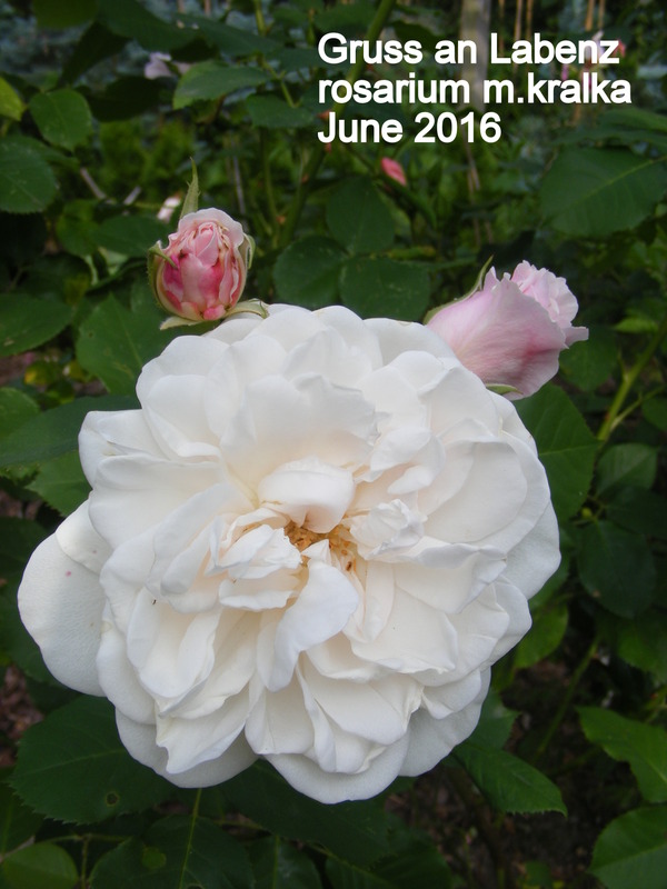 'Gruss an Labenz' rose photo