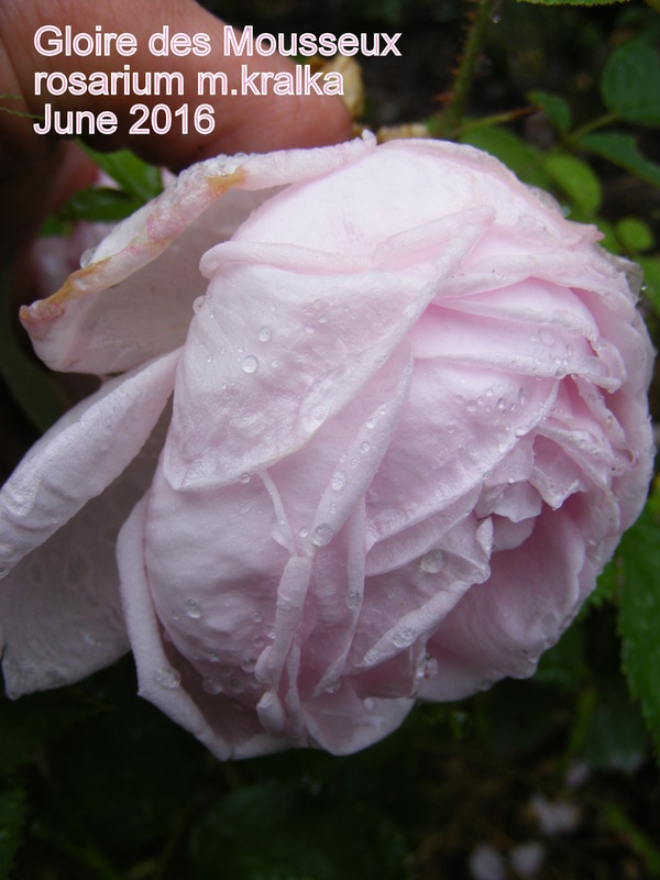 'Gloire Des Mousseux' rose photo