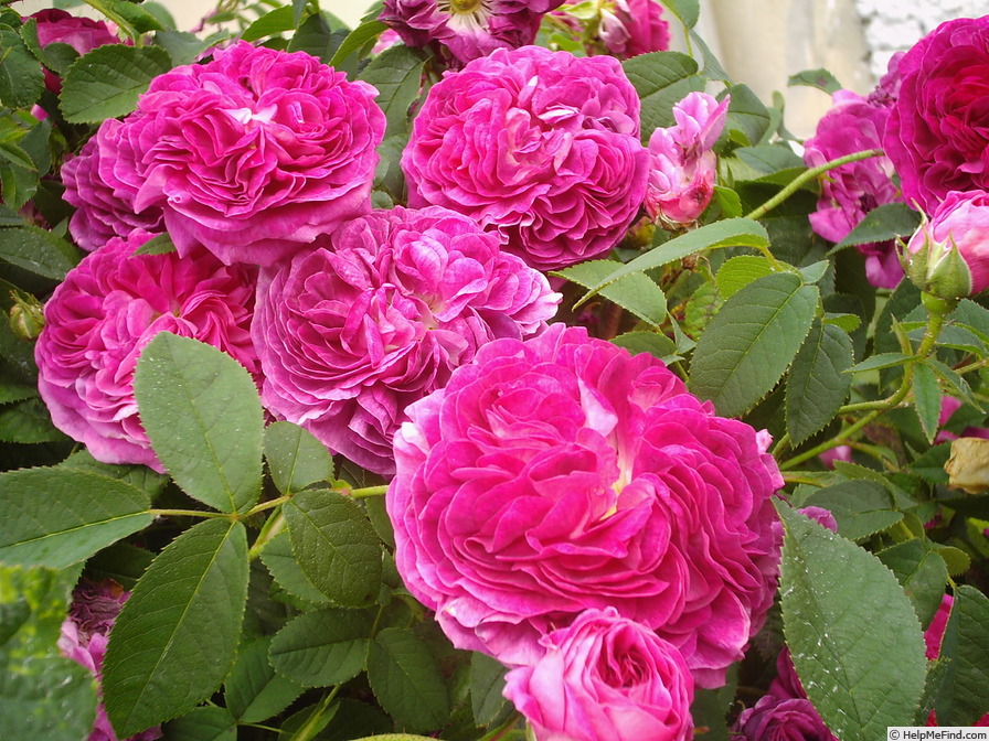 'Charles de Mills' rose photo