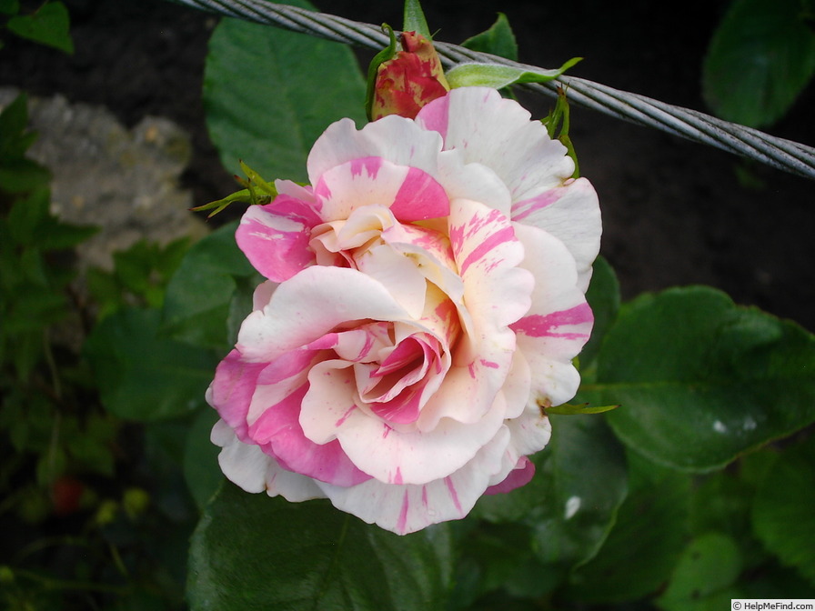 'Berlingot ®' rose photo