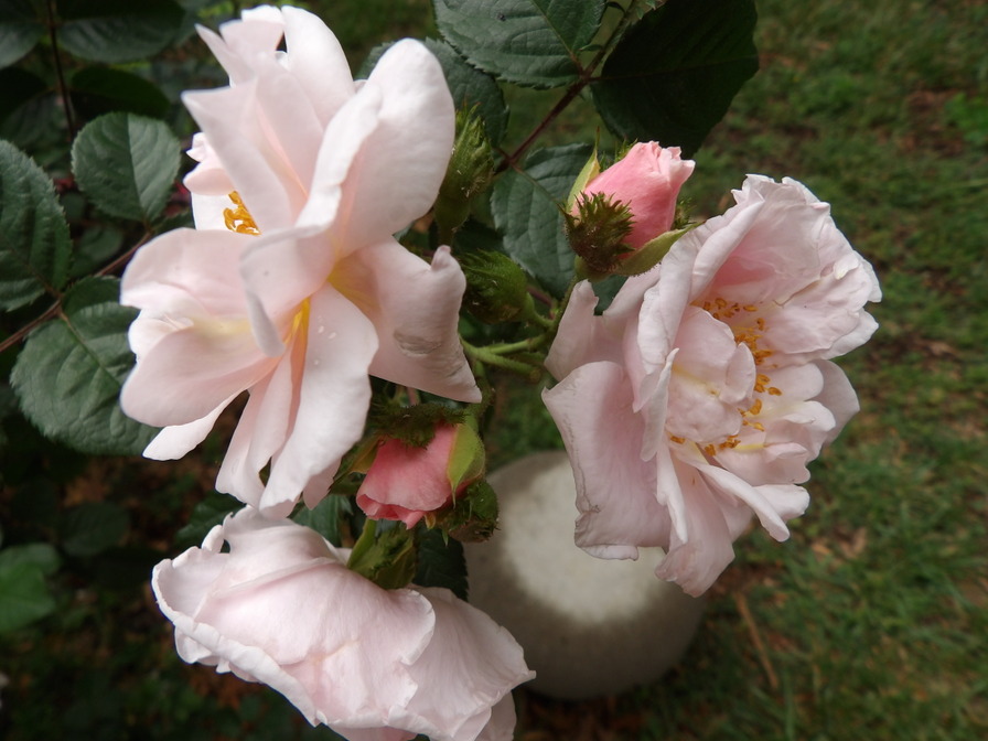 'Linda's Long Ago Roses'  photo