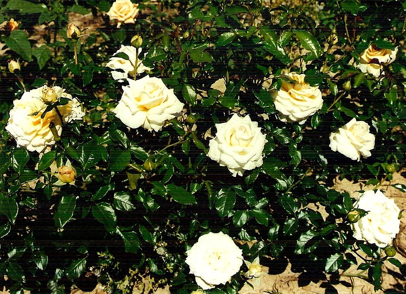 'Something Special (hybrid tea, McGredy, 1991)' rose photo