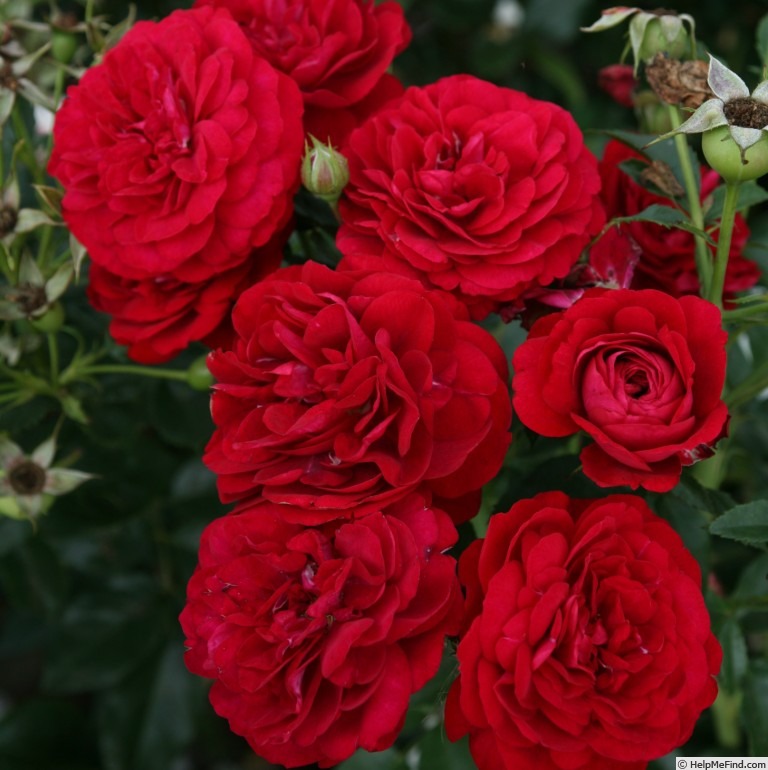 'Bordeaux (floribunda, Kordes, 2004)' rose photo