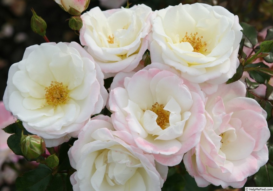 'Eisprinzessin ®' rose photo