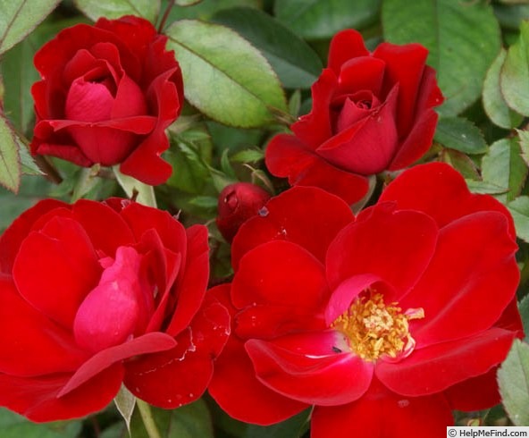 'Red Ayoba' rose photo