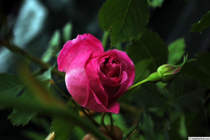 '<i>Rosa pendulina</i> 'gracilis'' rose photo