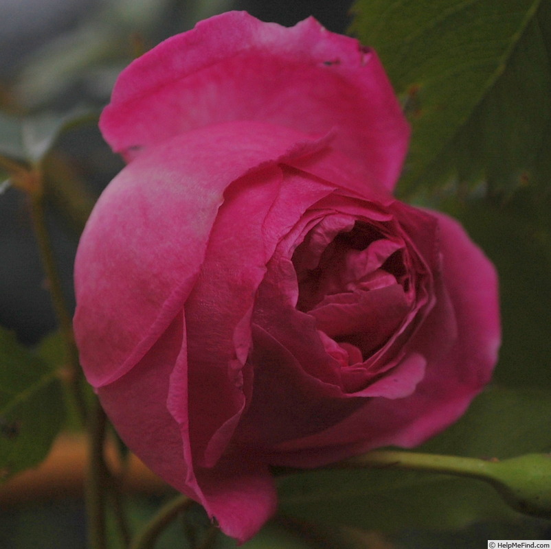 '<i>Rosa pendulina</i> 'gracilis'' rose photo