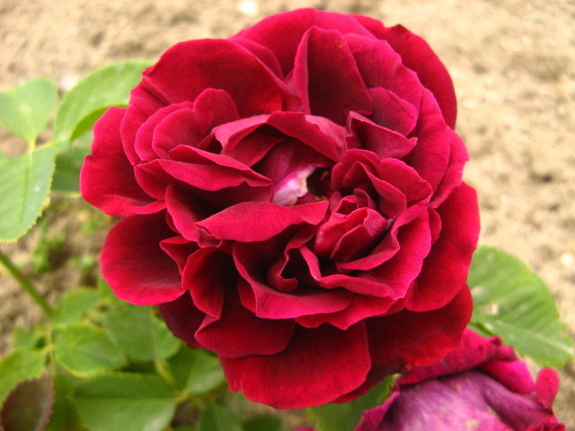 'John Bright' rose photo