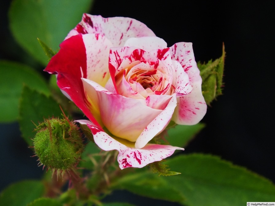 'Painter's Palette' rose photo