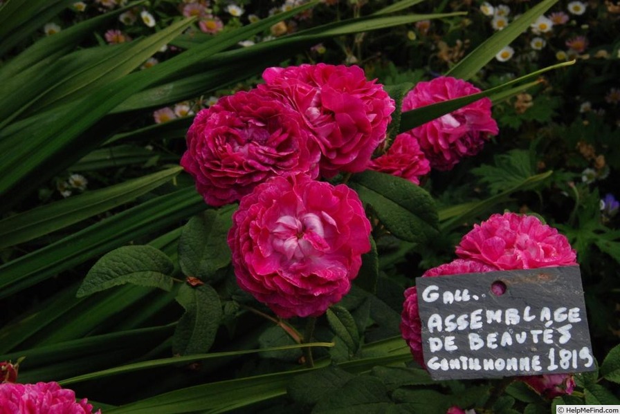 'Assemblage de Beautés' rose photo