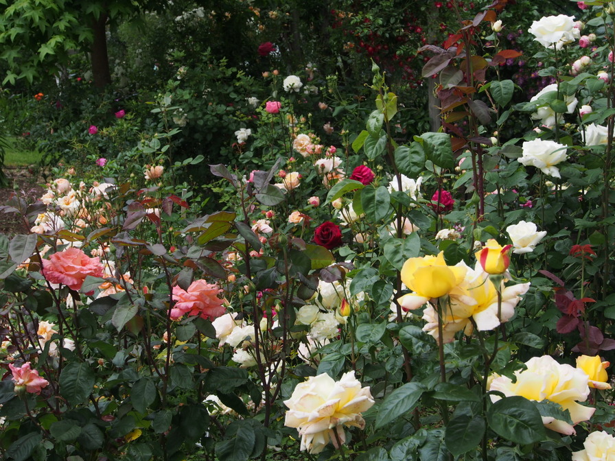 'Lyns Rose Garden'  photo