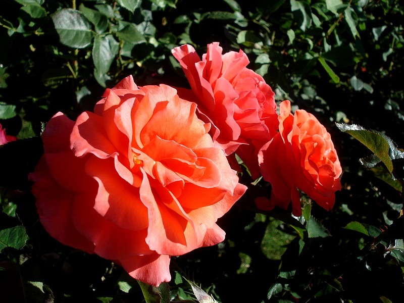 'Candelabra ™' rose photo