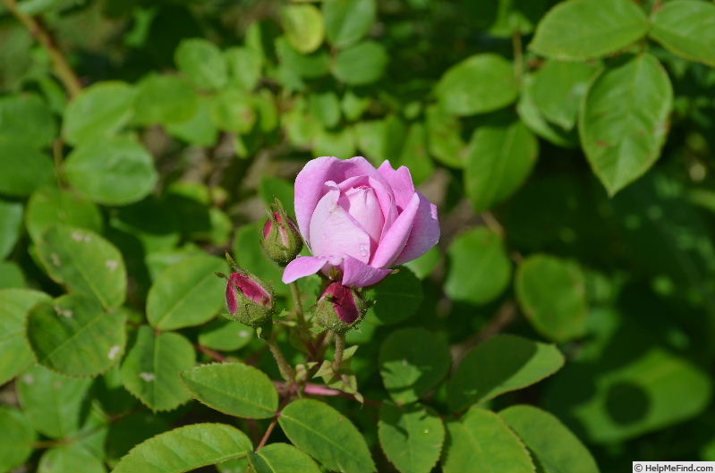 'Geschwinds Nordlandrose I' rose photo