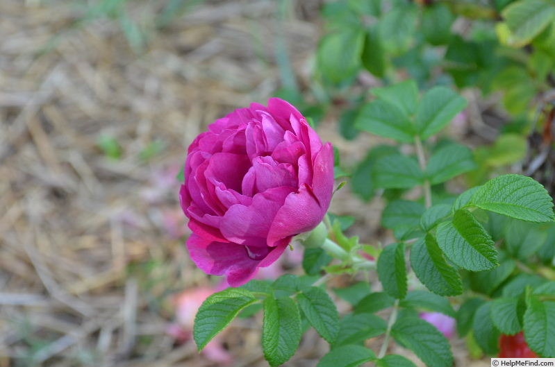 'Amélie Gravereaux' rose photo