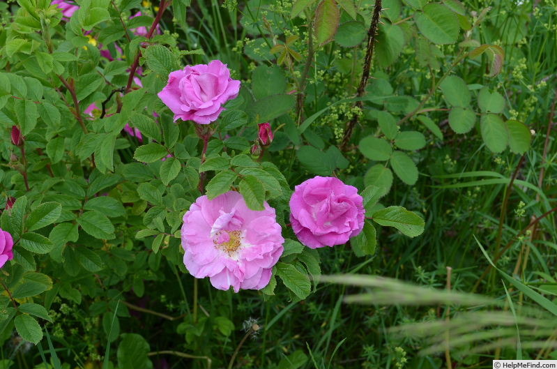 'Ross Rambler 3' rose photo