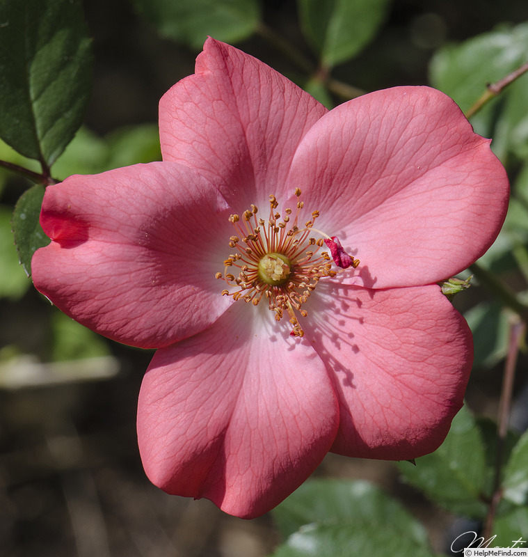 'Coral Meidiland' rose photo