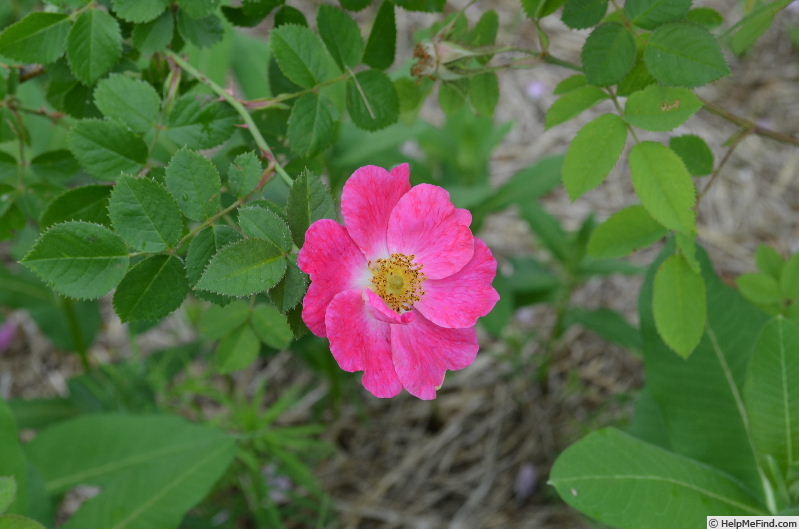 'Anne of Geierstein' rose photo