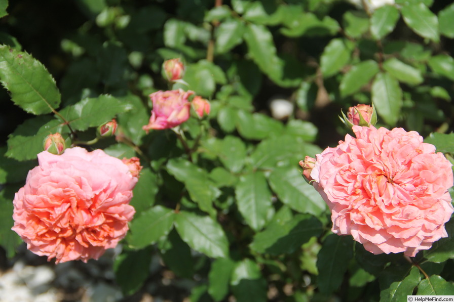 'Antoine de Caunes ®' rose photo