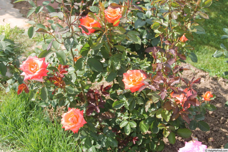 'Courtoisie des Relais et Châteaux' rose photo