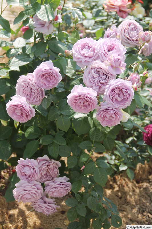 'Novalis ®' rose photo