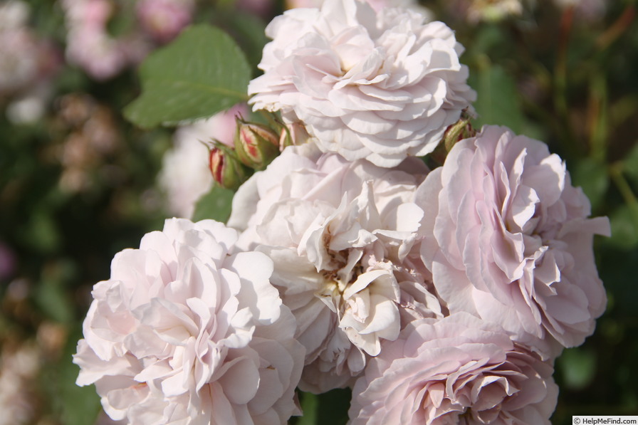 'Florence Delattre ®' rose photo