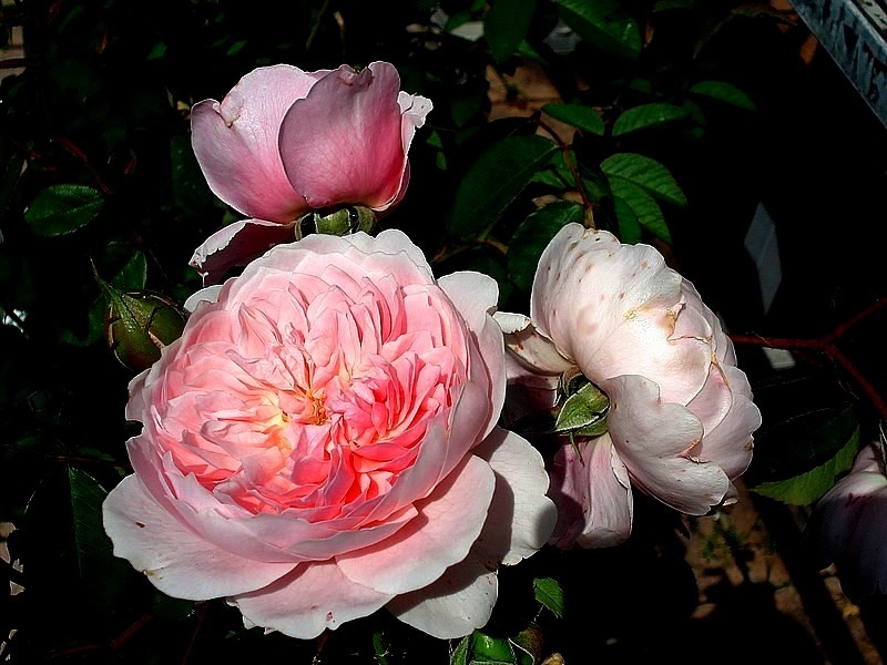 'Wisley 2008' rose photo